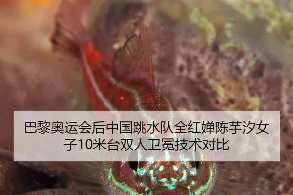 ba-li-ao-yun-hui-hou-zhong-guo-tiao-shui-dui-quan-hong-chan-chen-yu-xi-nv-zi-mi-tai-shuang-ren-wei-mian-ji-shu-dui-bi-2-217.jpg